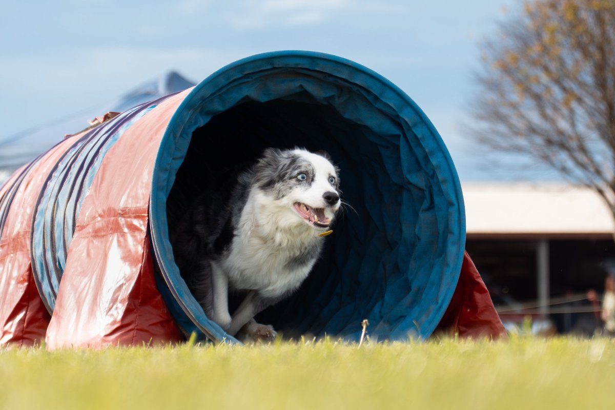 Selwyn Agility Championship