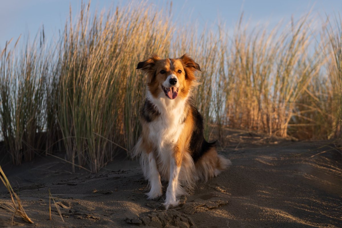 Lexi the Collie