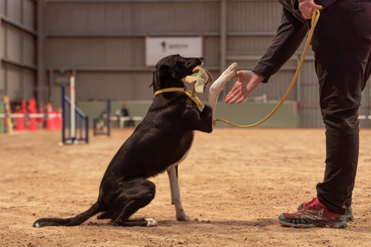 Waimakariri Agility Championships