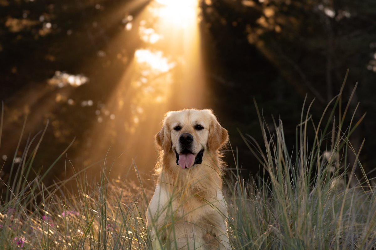 Howey the Golden Retriever