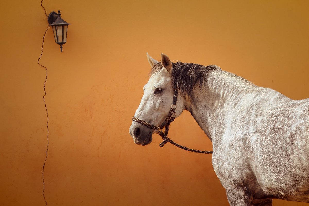 the Andalusian from Spain