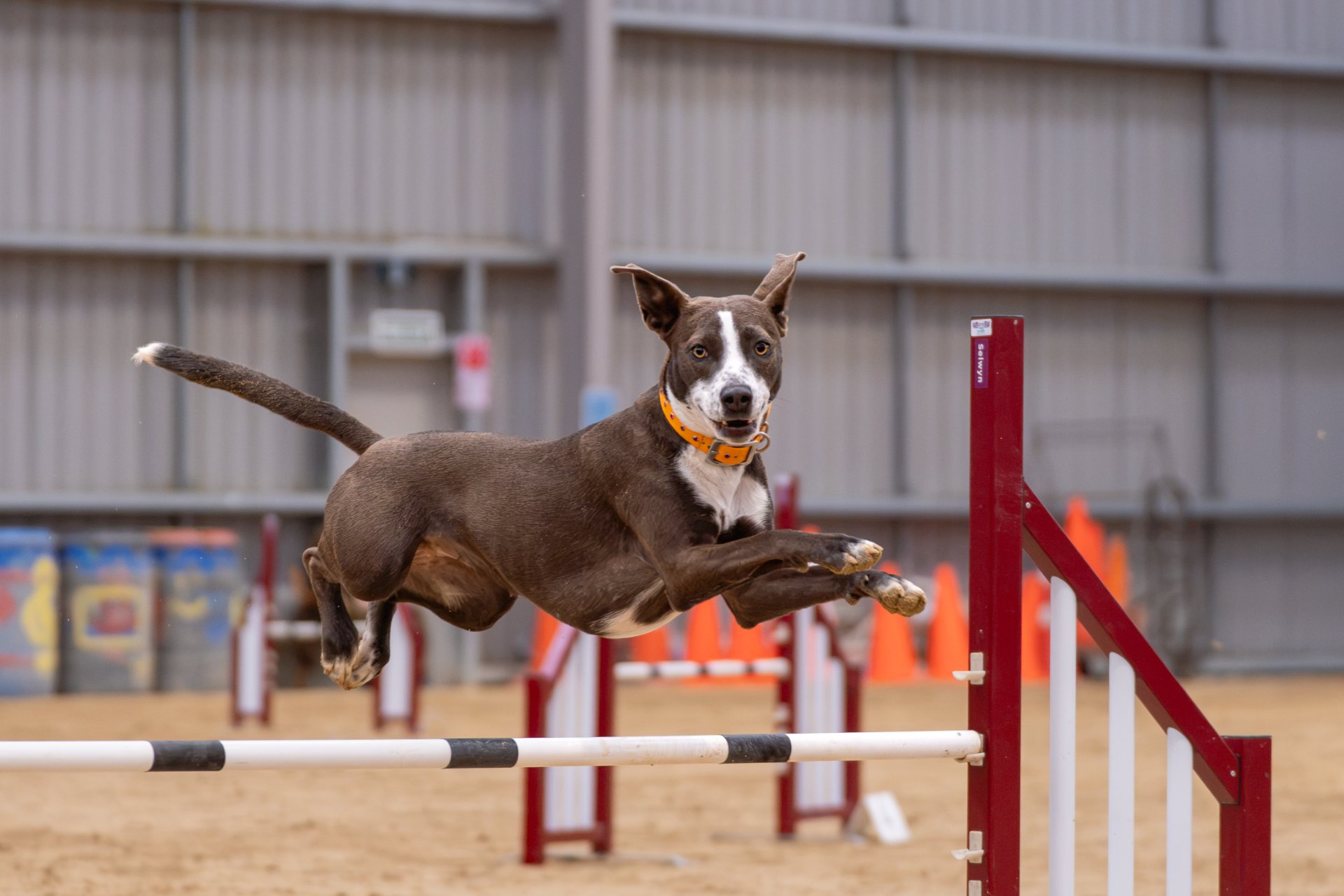 Selwyn DTC Championship Jumpers