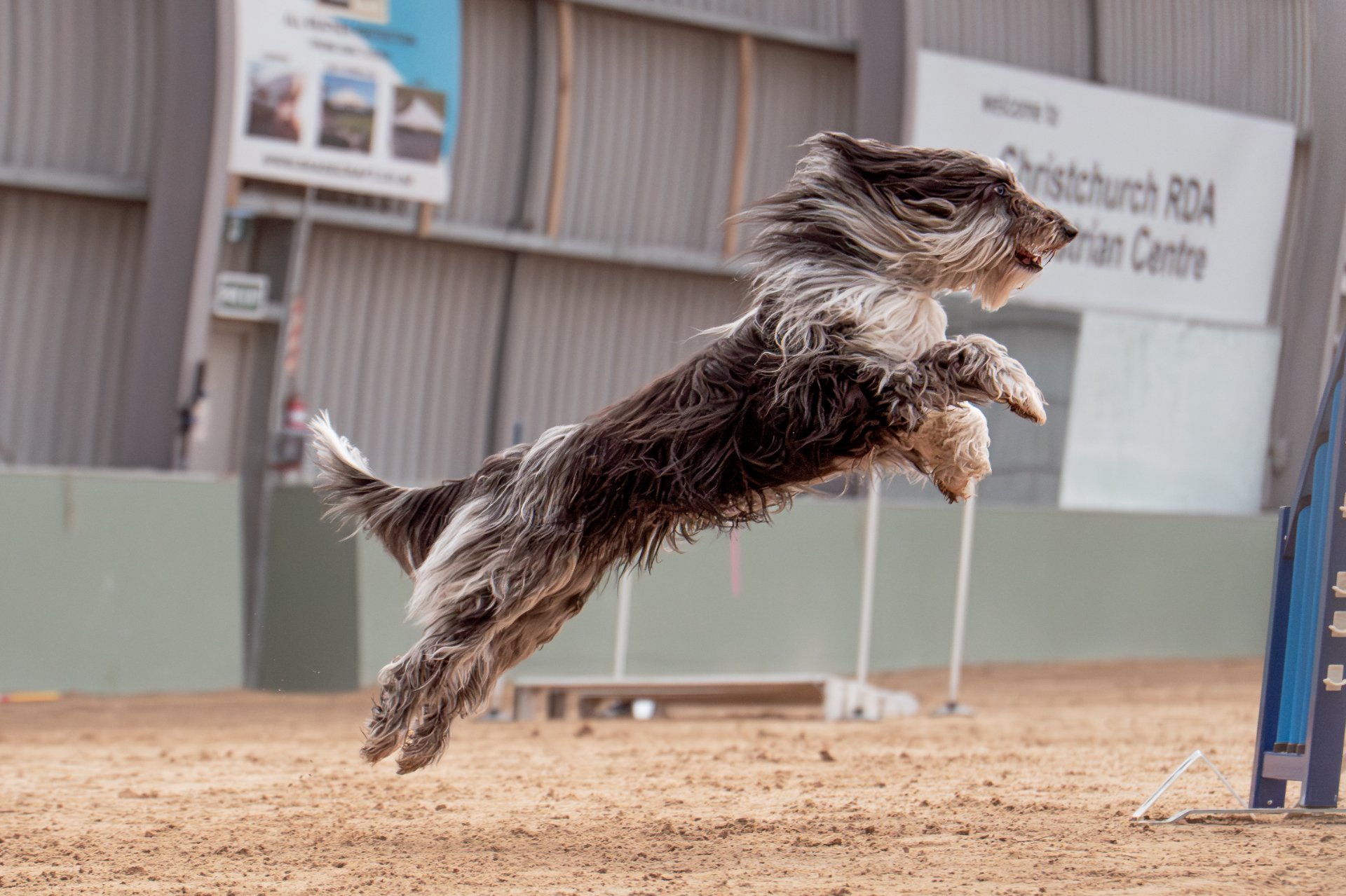 Waimak Indoor Agility Championship